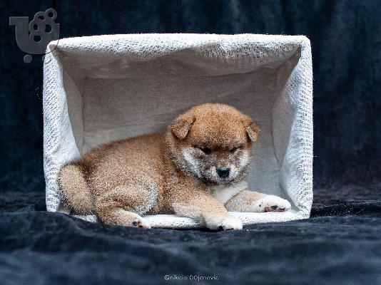 Shiba inu κουτάβια